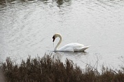 20th Mar 2012 - Snacking Swan