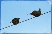 19th Mar 2012 - Brown Doves