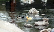 22nd Mar 2012 - Baby ducks making baby waves