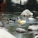 Baby ducks making baby waves by grannysue