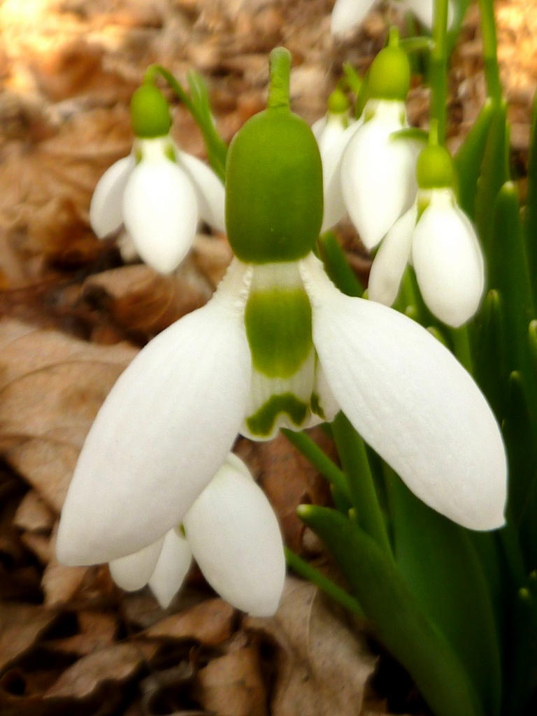 Snow Drops by denisedaly