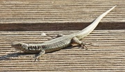 18th Mar 2012 - Lizard