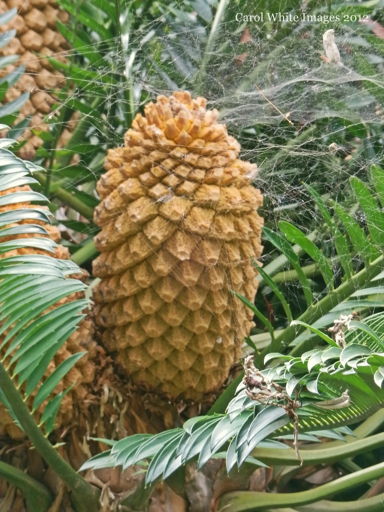 Giant Pine Cone by carolmw
