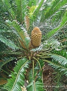 19th Mar 2012 - Giant Pine Cones