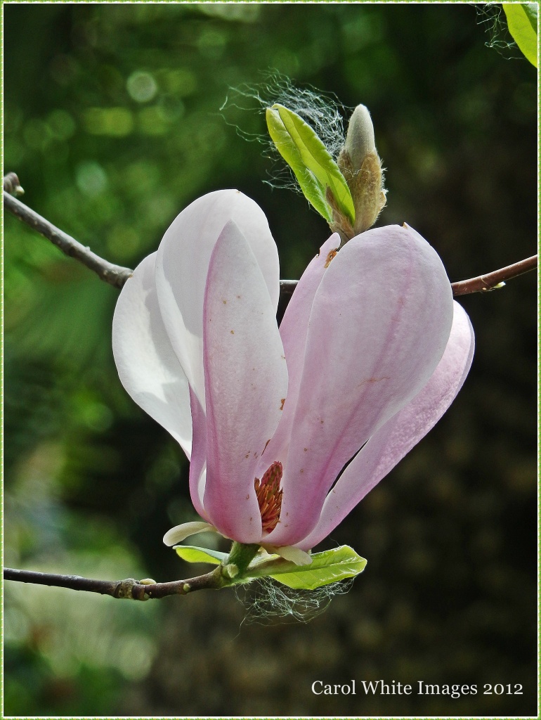 Magnolia Bloom by carolmw
