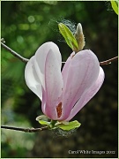 20th Mar 2012 - Magnolia Bloom