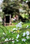 23rd Mar 2012 - In the tea garden