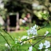 In the tea garden by judithg