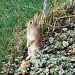 Bunny by bruni