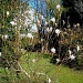 Magnolia  by jennymdennis