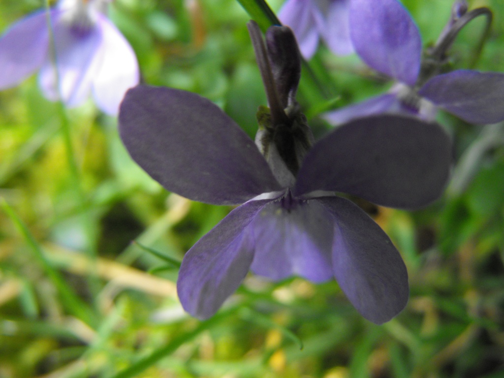 Common Dog-violet by snowy