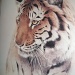 Tiger by rosbush