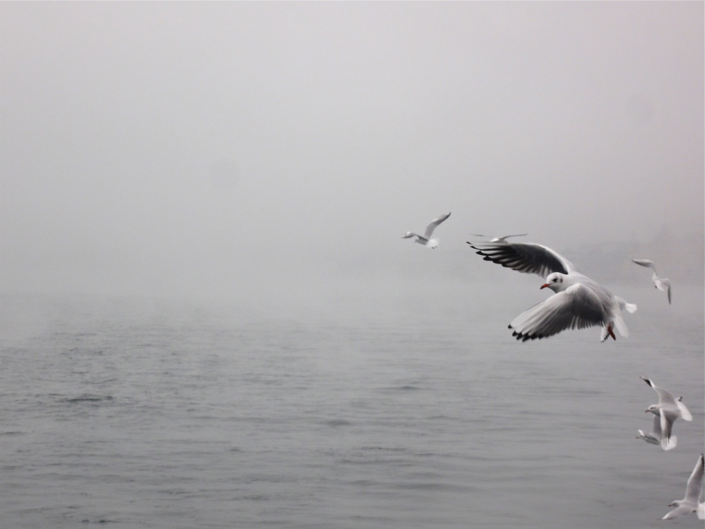 seagull on a misty lake by cocobella