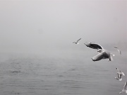 23rd Mar 2012 - seagull on a misty lake