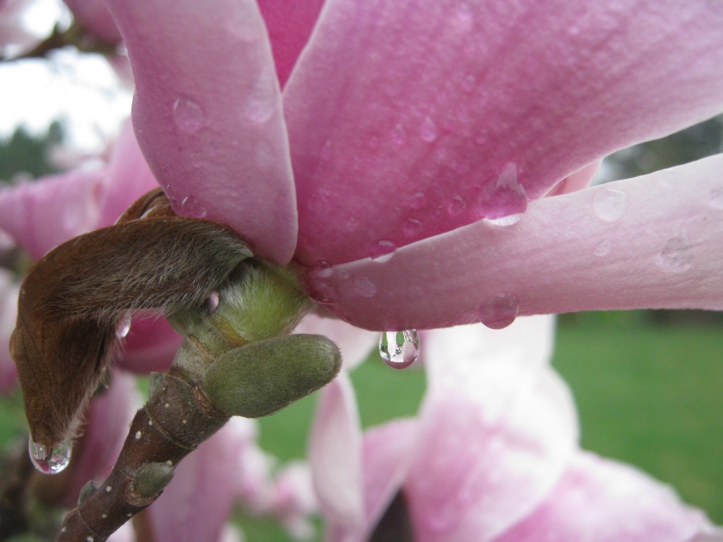Magnolia after the rain - (PLEASE ENLARGE TO VIEW) SOOC by myhrhelper