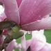 Magnolia after the rain - (PLEASE ENLARGE TO VIEW) SOOC by myhrhelper