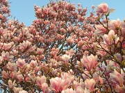 21st Mar 2012 - Magnolia