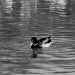 Duck's waves by parisouailleurs