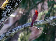 23rd Mar 2012 - Cardinal