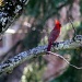 Cardinal by mittens