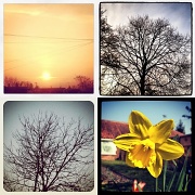 23rd Mar 2012 - Collage: Instagramming nature