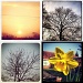 Collage: Instagramming nature by manek43509