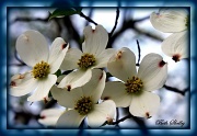 24th Mar 2012 - Dogwood Flowers
