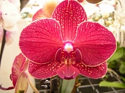 24th Mar 2012 - Phalaenopsis 