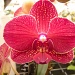 Phalaenopsis  by pyrrhula