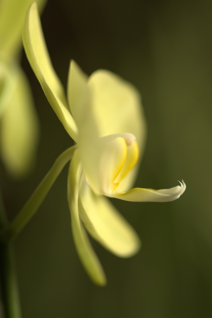 Orchid by jayberg