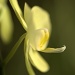 Orchid by jayberg