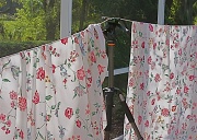 23rd Mar 2012 - Hung Out to Dry
