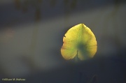 23rd Mar 2012 - Leaf Glow