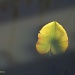 Leaf Glow by falcon11