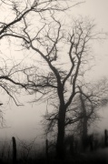 24th Mar 2012 - Early Morning Fog