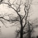 Early Morning Fog by digitalrn