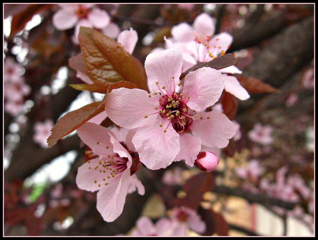 Cherry Blossom by olivetreeann