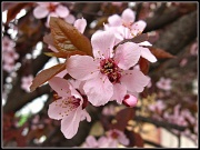 23rd Mar 2012 - Cherry Blossom