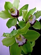 13th Mar 2012 - Orchids