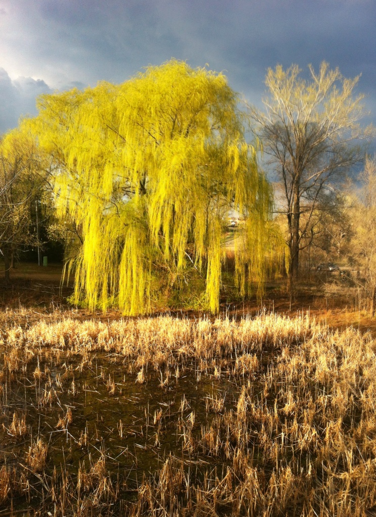 The Pond In Spring by dakotakid35