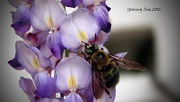 23rd Mar 2012 - Sweet Bee