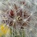 Dandelion Fluff by tatra