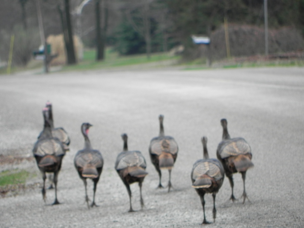 Why did the Turkeys Cross the Road? by edorreandresen