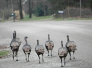 23rd Mar 2012 - Why did the Turkeys Cross the Road?