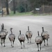 Why did the Turkeys Cross the Road? by edorreandresen