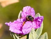 23rd Mar 2012 - Busy Bee