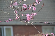 22nd Mar 2012 - Blossom