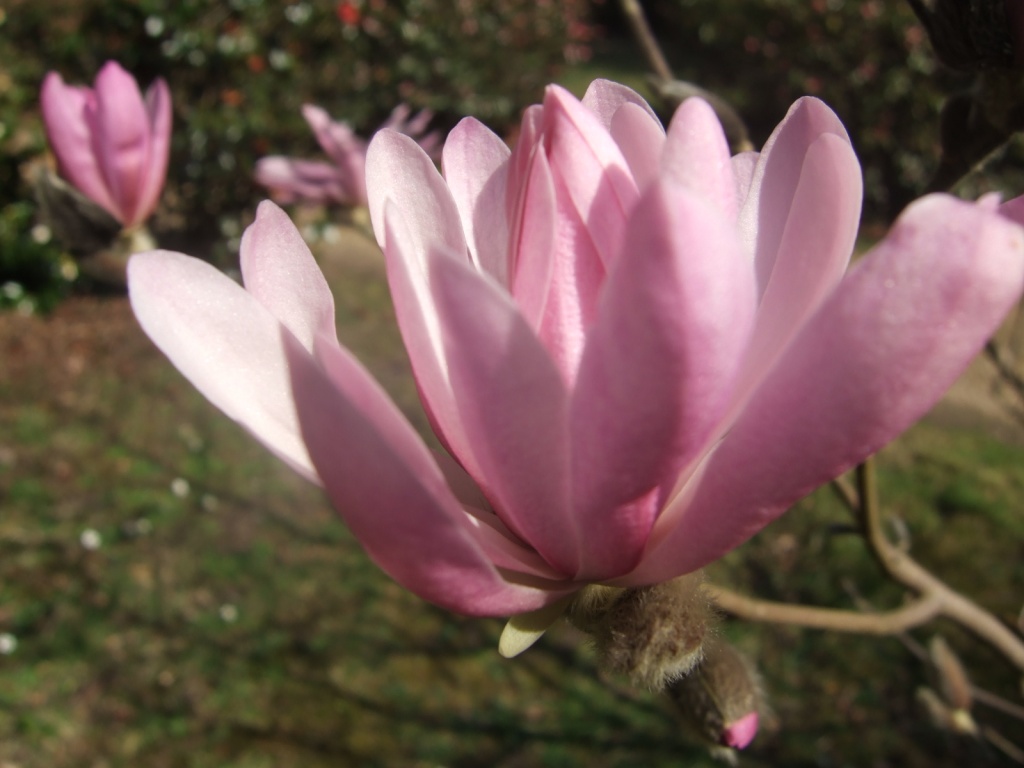 the magnolias........... by quietpurplehaze