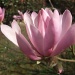 the magnolias........... by quietpurplehaze