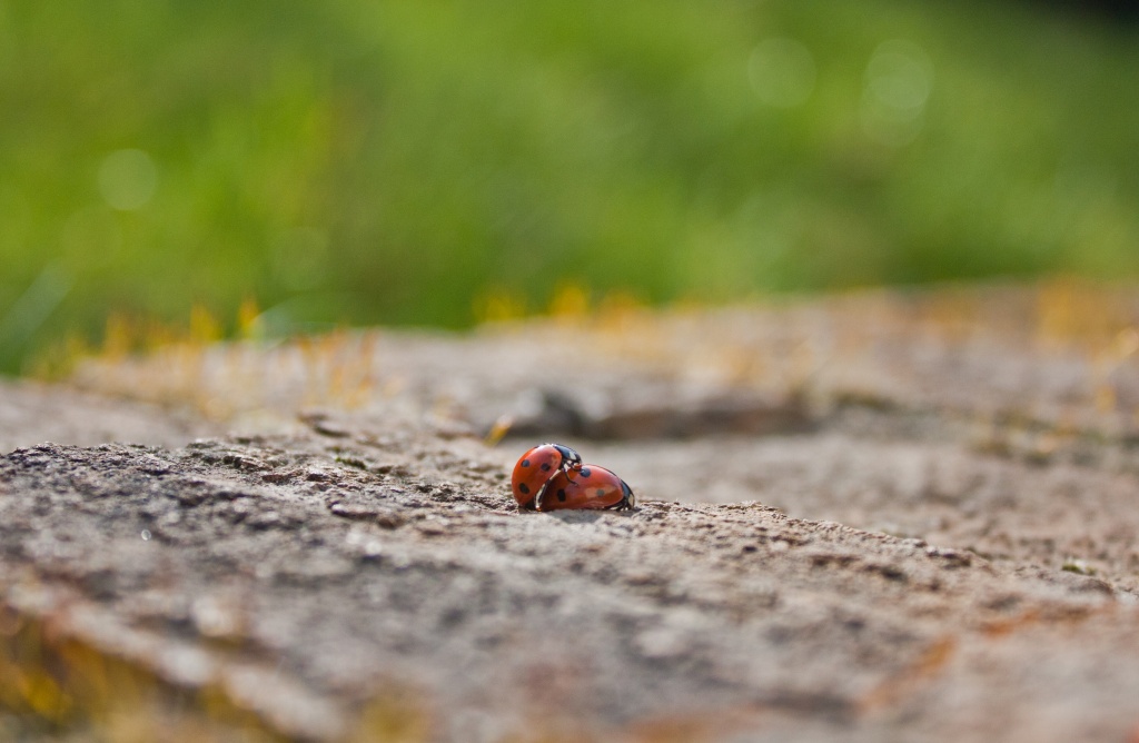 "Look Dad!  That ladybird is getting a piggy-back ride ..." by edpartridge